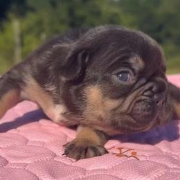 Dutton - Tricolors female French Bulldog puppy in Warm Springs, Arkansas from State Line Dachshunds & Frenchies