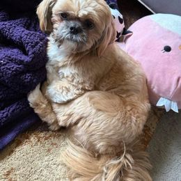 Shih Tzu All Grown Up from Michigan Shih Tzu Babies