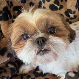 Roosevelt - Shih Tzu