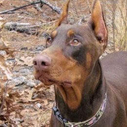 Doberman Pinschers from Becken Dobermans