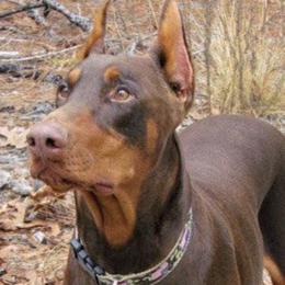 Doberman Pinschers from Becken Dobermans