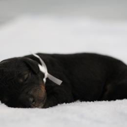 S'more - Phantom female Bernedoodle puppy in Springtown, Texas from North Texas Puppies