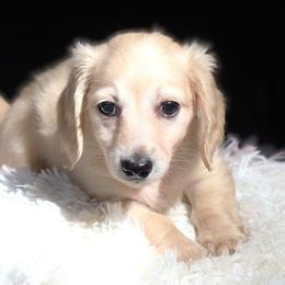 Bombshell - Cream female Dachshund puppy in Azle, Texas from American Dachshunds
