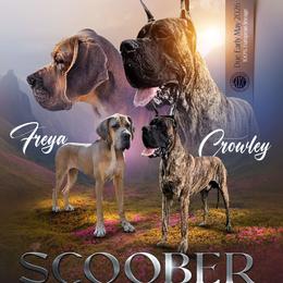 Great Dane puppies from Scoober Danes