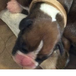 Yellow collar females - Fawn female Boxer puppy in Plainville, Connecticut from AKC Boxer Club Plainville and Plank trail boxers