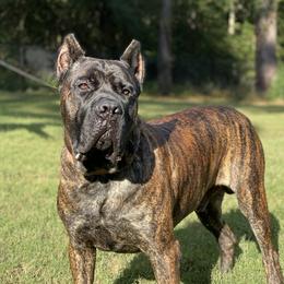 Lucian - Cane Corso