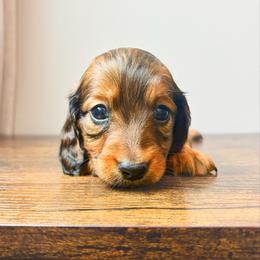 Ziggy 3200 - Red male Dachshund puppy in Sylvania, Alabama from Yancey’s Doxies