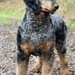 Goldendoodle and Poodle All Grown Up from Colorful Creations Doodles and Poodles