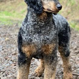 Goldendoodle and Poodle All Grown Up from Colorful Creations Doodles and Poodles