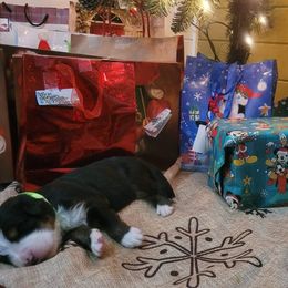 Bernese Mountain Dog Puppies from Stone Hill Farm