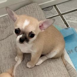 Caramelo - Fawn and white male Chihuahua puppy in Miami, Florida from GioVel Chihuahua and Italian greyhounds