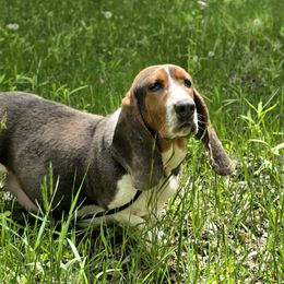 Una - Basset Hound