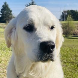 Luna - Golden Retriever