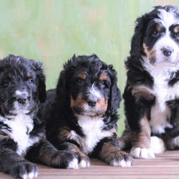 Bernedoodle Puppies from Richardville Hunde