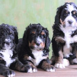 Bernedoodle Puppies from Richardville Hunde