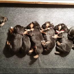 German Shepherd Puppies from Central Coast German Shepherds