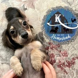 Dachshunds and French Bulldogs from K’s Homestead