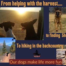 German Shepherd Puppies from Austerlitz German Shepherds