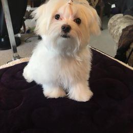 Maltese from Wind River Maltese