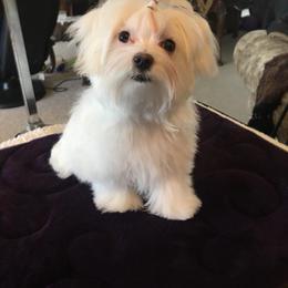 Maltese from Wind River Maltese