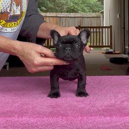Tommy - Brindle male French Bulldog puppy in Kirbyville, Texas from Empire Bulldogs & French Bulldogs