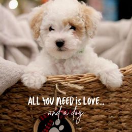 Assorted Doodle Crosses, Bernedoodle, Cockapoo, Labradoodle, and Sheepadoodle Puppies from Greenview Puppies