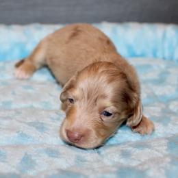 Dapple - Cream male Dachshund puppy in Crestview, Florida from Neverending Dachies
