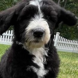 Sheepadoodles from NJ Sweetest Sheepadoodles