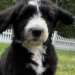 Sheepadoodles from NJ Sweetest Sheepadoodles