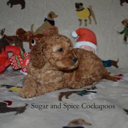 Claudia (Winnie) - Red female Cockapoo puppy in Hopkins, South Carolina from Sugar and Spice Cockapoos