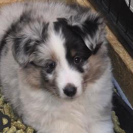 Boy 2 - male Shetland Sheepdog puppy in Zephyrhills, Florida from Highland Shelties & Aussies