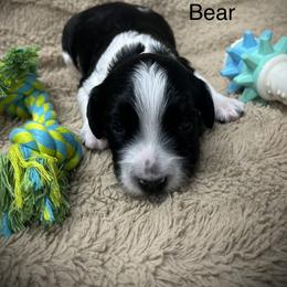Bear - Black and white male English Springer Spaniel puppy in Clear Lake, South Dakota from Coteau Springers