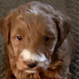 Girl 1 - Apricot female Goldendoodle puppy in Holly, Colorado from Vida’s Loving Doodles