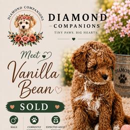 Vanilla Bean - Red male Cavapoo puppy in South Jordan, Utah from Diamond Companions