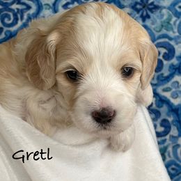 Gretl - Gold Australian Labradoodle puppy in Washington, North Carolina from Pamlico Labradoodles