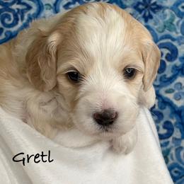 Gretl - Gold Australian Labradoodle puppy in Washington, North Carolina from Pamlico Labradoodles