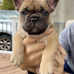 French Bulldog Puppies from Piper’s Pups