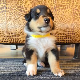 Yellow - Black white and tan male Collie puppy in Edgar, Wisconsin from Pond View Collies
