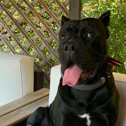 Cane Corso from BigBang Cane Corso