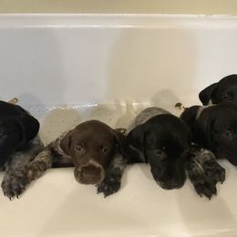 German Shorthaired Pointer Puppies from Salt City GSPs