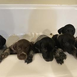 German Shorthaired Pointer Puppies from Salt City GSPs