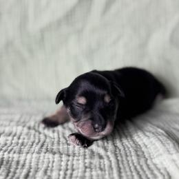 Boone - Black and silver male Miniature Schnauzer puppy in Liberty, Texas from Texas Small Town Schnauzers
