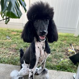 Goldendoodle and Poodle All Grown Up from Mother of Doodles