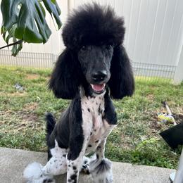Goldendoodle and Poodle All Grown Up from Mother of Doodles