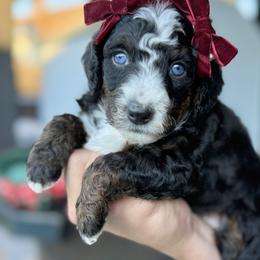 Star - female Australian Mountain Doodle puppy in Miami, Florida from Jade’s Paws & Co. Of Miami LLC