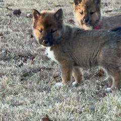 Mikoto - Milgram boy - Red sesame male Shikoku puppy in Tribbey, Oklahoma from Osaka Ninken Shikoku