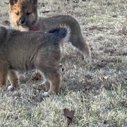 Mikoto - Milgram boy - Red sesame male Shikoku puppy in Tribbey, Oklahoma from Osaka Ninken Shikoku