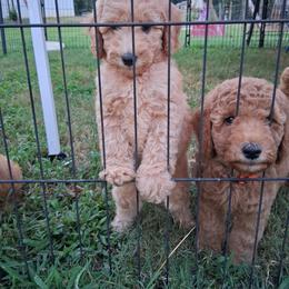 Yellow Collar Girl - Apricot female Poodle puppy in Hogansville, Georgia from Grace Colt Farms
