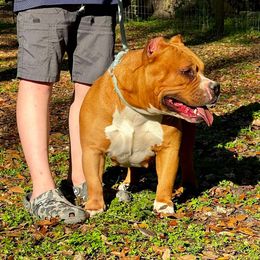 Dizzy - Fawn female American Bully puppy in Webster, Florida from Bolt Action Kennel