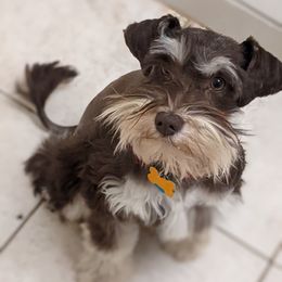 Independence  - Miniature Schnauzer